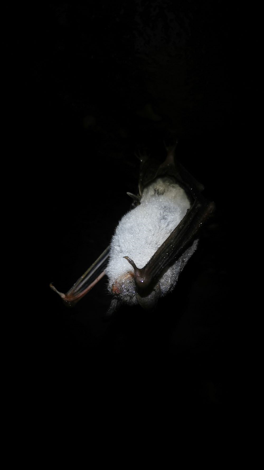 2025_01_31_Fransenfledermaus_Foto_Cara Böker