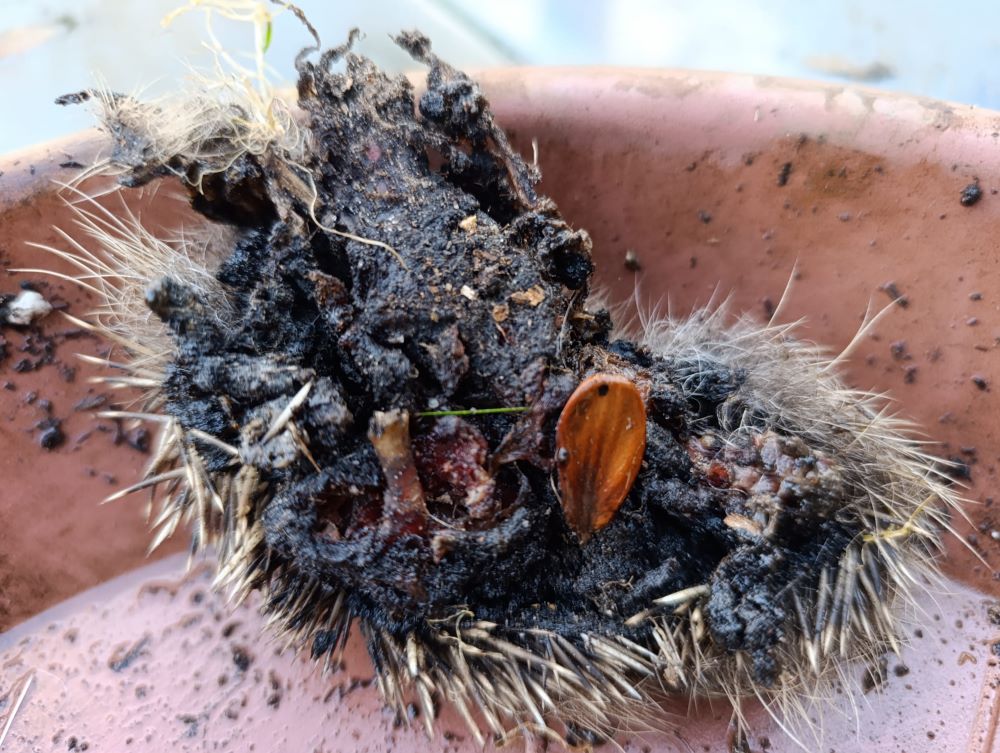 Foto 5 Detailaufnahme des Igelkadavers