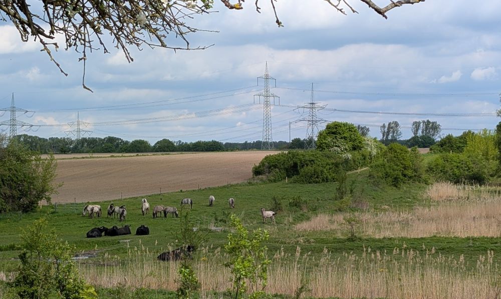 Naturwacht_Konik-Wildpferde_Wasserbüffel_Foto_Cara Böker