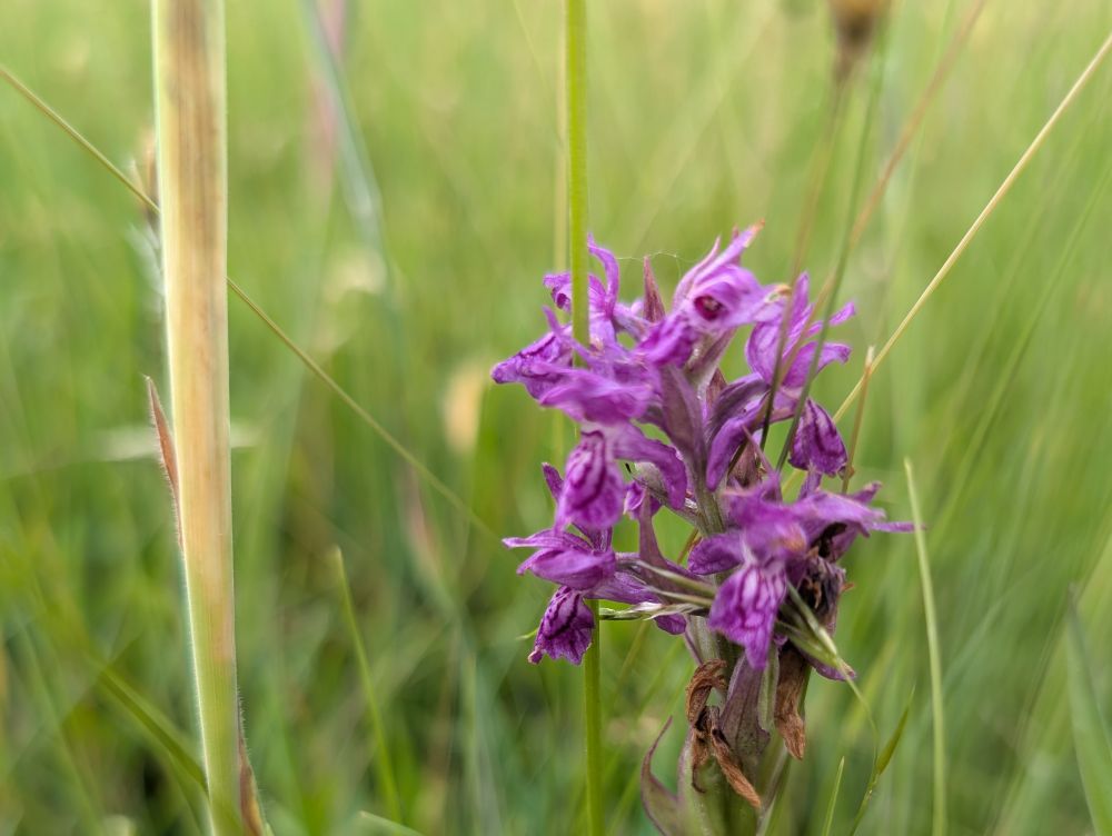 Orchideen titel