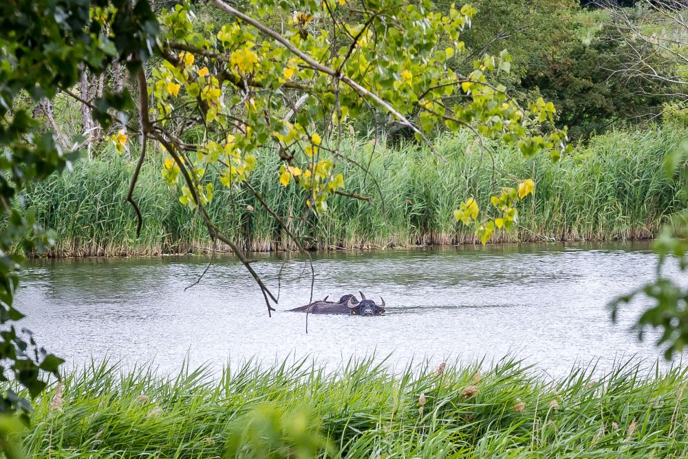 Löwenzahnpfad_Wasserbüffel_INES fotografie Berlin