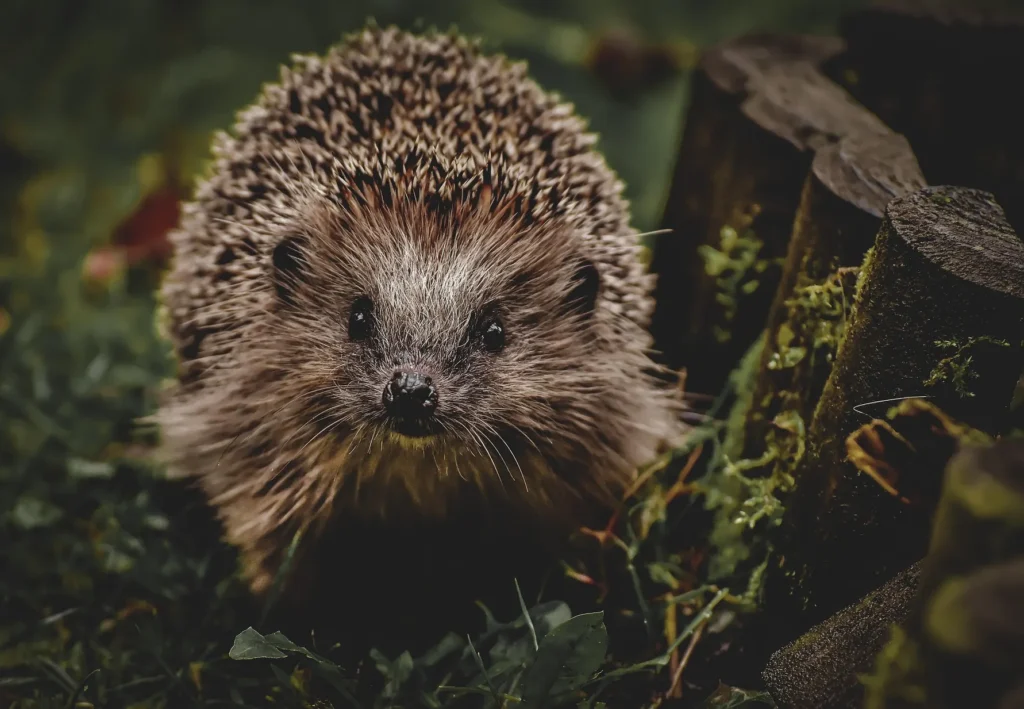 Igel – pixabay
